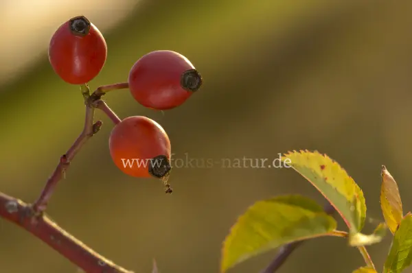 Fokus-Natur Bild