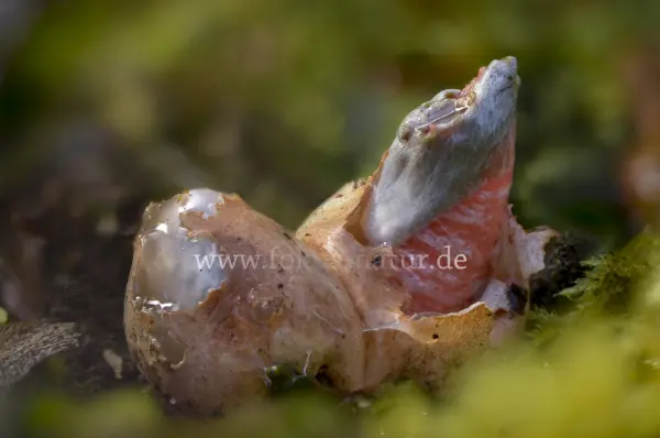 Fokus-Natur Bild