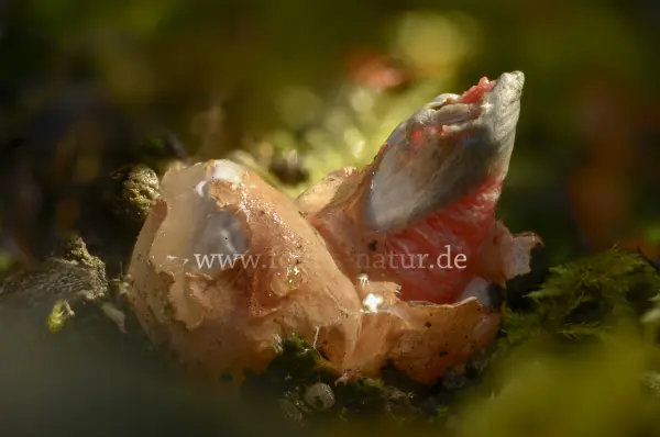 Fokus-Natur Bild