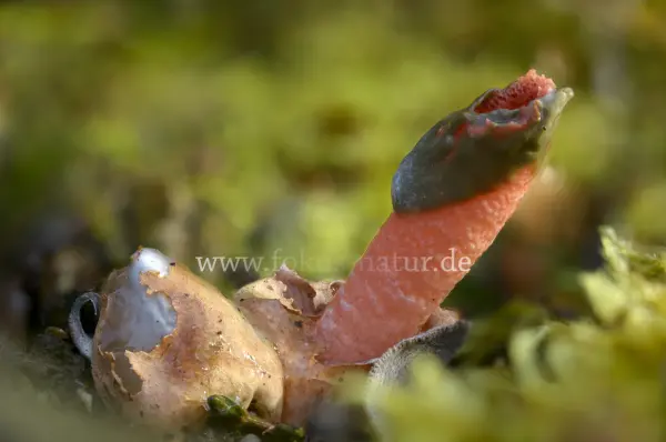 Fokus-Natur Bild