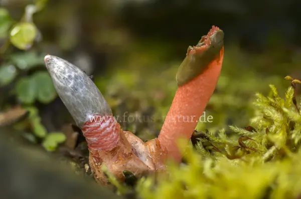 Fokus-Natur Bild