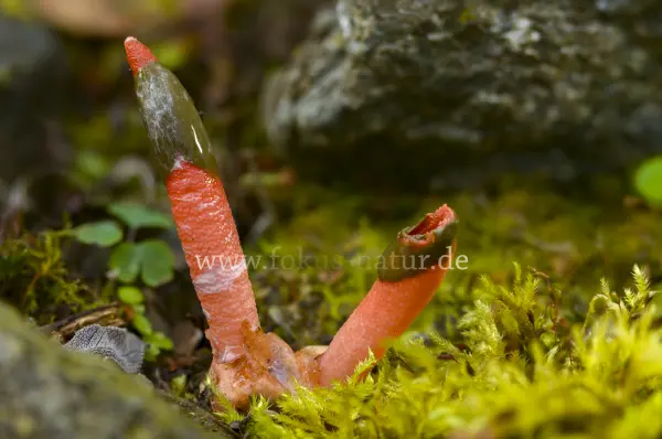 Fokus-Natur Bild