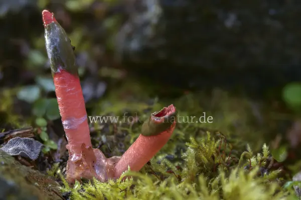 Fokus-Natur Bild