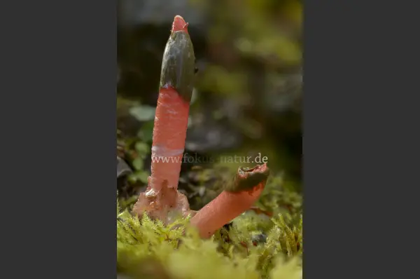 Fokus-Natur Bild