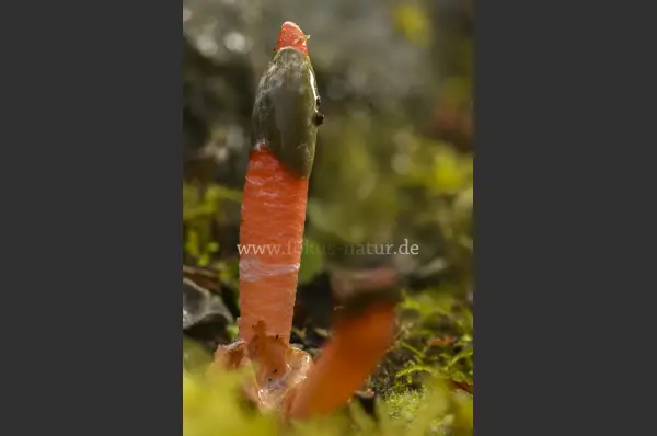 Fokus-Natur Bild