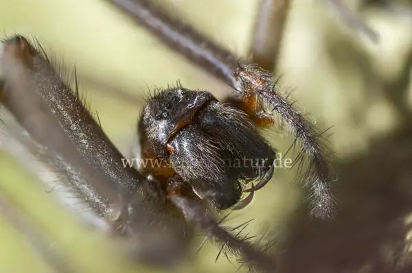 Fokus-Natur Bild