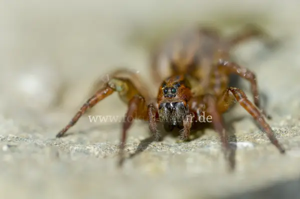 Fokus-Natur Bild