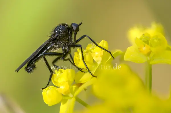 Fokus-Natur Bild