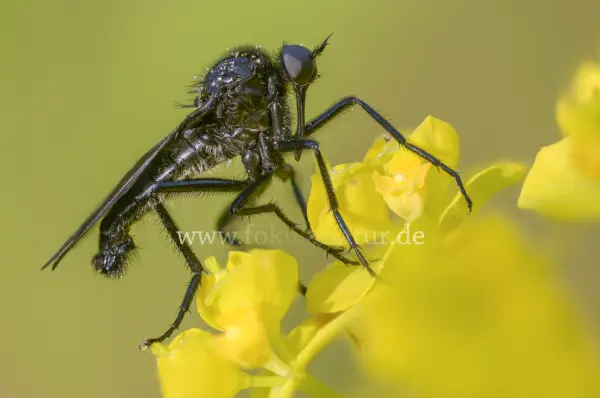 Fokus-Natur Bild