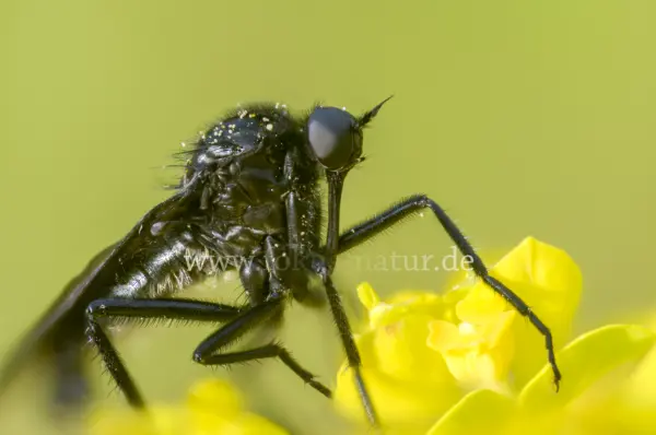 Fokus-Natur Bild
