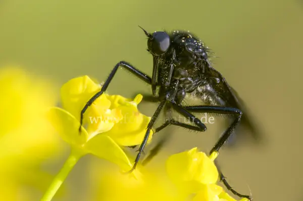 Fokus-Natur Bild