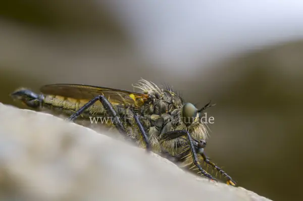 Fokus-Natur Bild