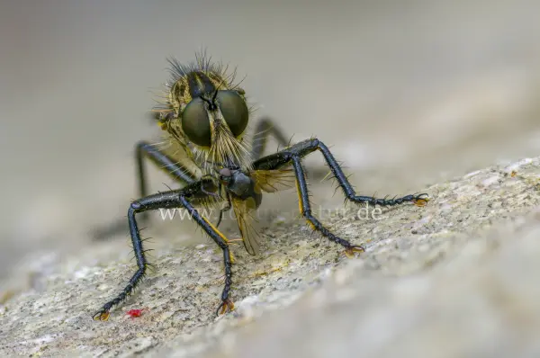 Fokus-Natur Bild