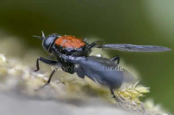 Fokus-Natur Bild