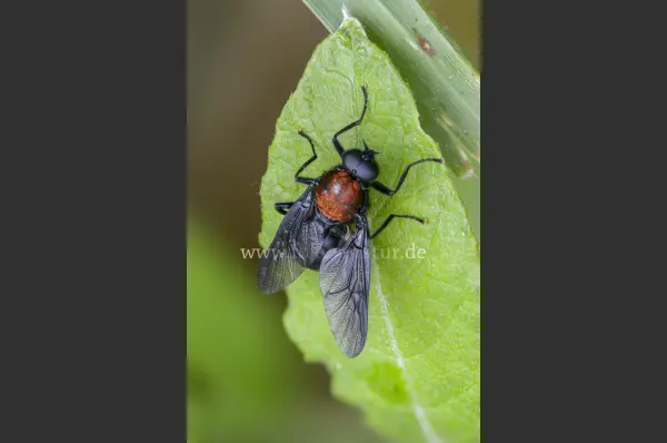 Fokus-Natur Bild