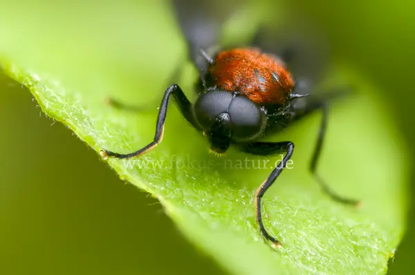 Fokus-Natur Bild