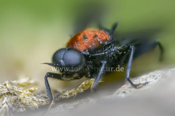 Fokus-Natur Bild