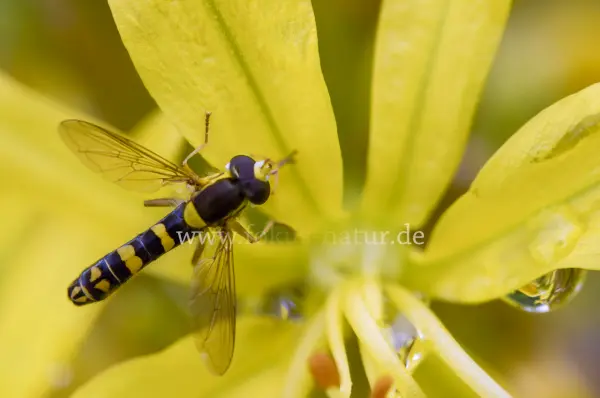 Fokus-Natur Bild