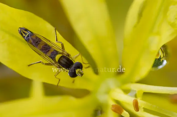 Fokus-Natur Bild