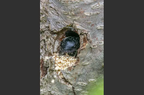 Fokus-Natur Bild