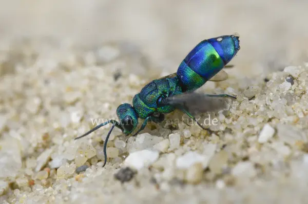 Fokus-Natur Bild