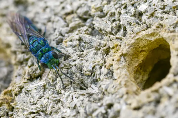 Fokus-Natur Bild
