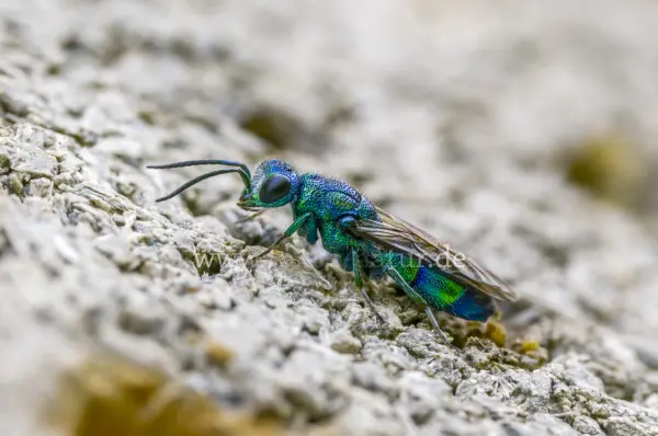 Fokus-Natur Bild