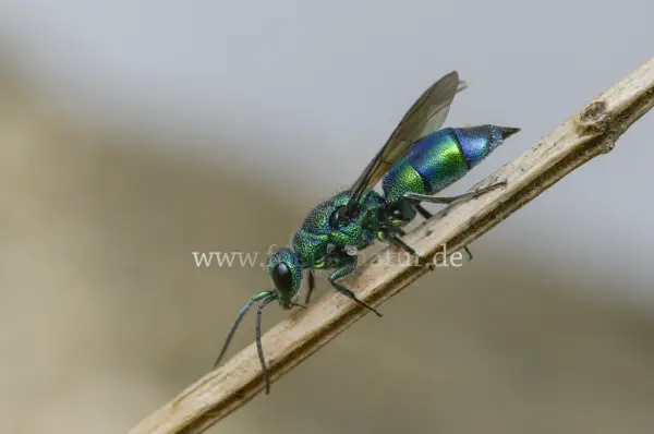 Fokus-Natur Bild