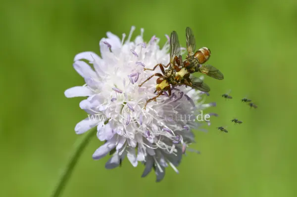 Fokus-Natur Bild