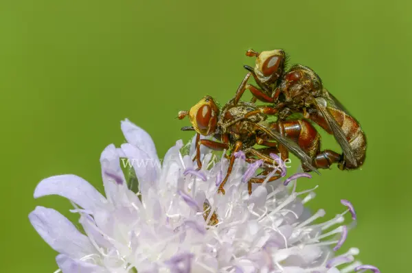 Fokus-Natur Bild