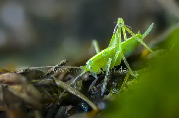 Fokus-Natur Bild
