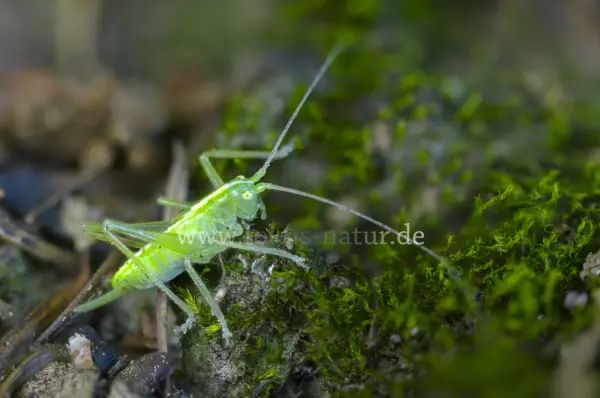 Fokus-Natur Bild