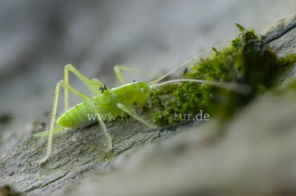 Fokus-Natur Bild