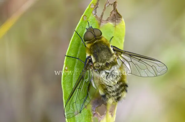Fokus-Natur Bild