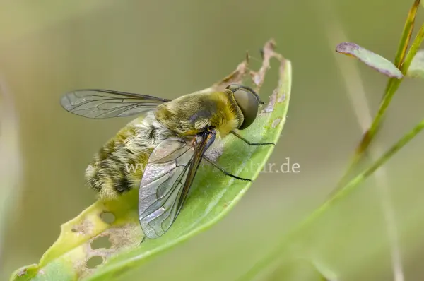 Fokus-Natur Bild