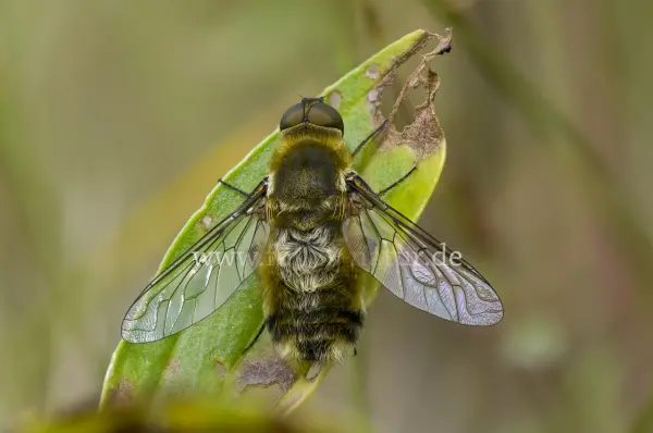 Fokus-Natur Bild