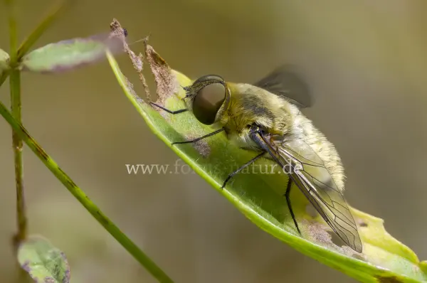 Fokus-Natur Bild