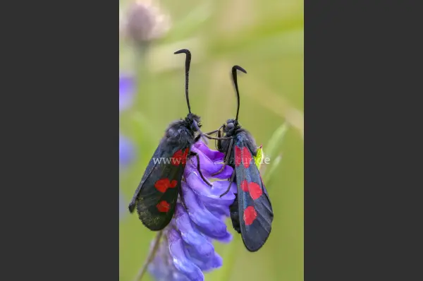 Fokus-Natur Bild