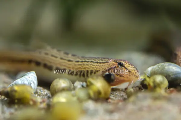 Fokus-Natur Bild