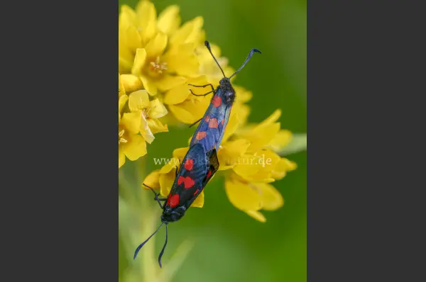 Fokus-Natur Bild