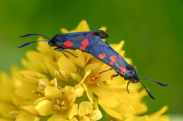 Fokus-Natur Bild
