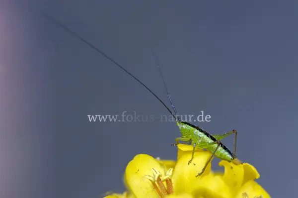Fokus-Natur Bild