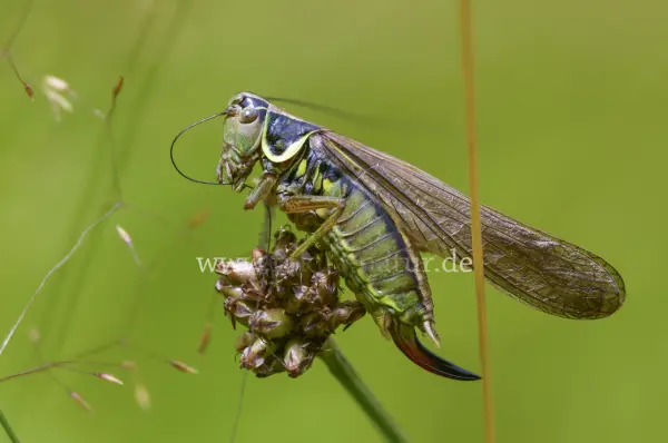 Fokus-Natur Bild
