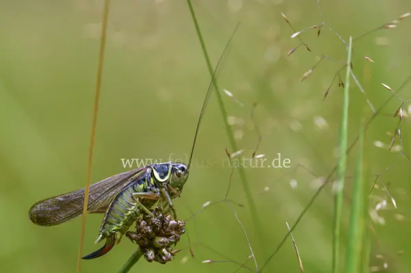 Fokus-Natur Bild