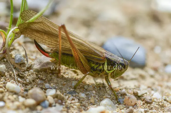 Fokus-Natur Bild