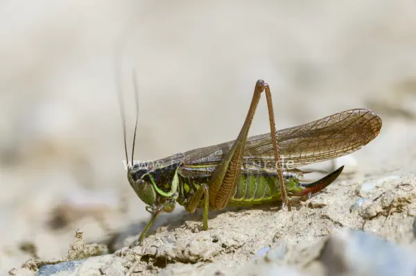 Fokus-Natur Bild