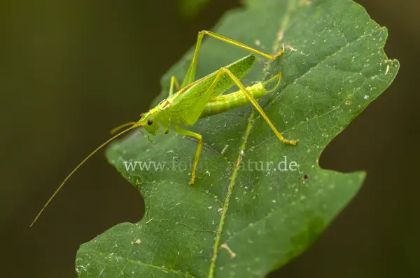 Fokus-Natur Bild