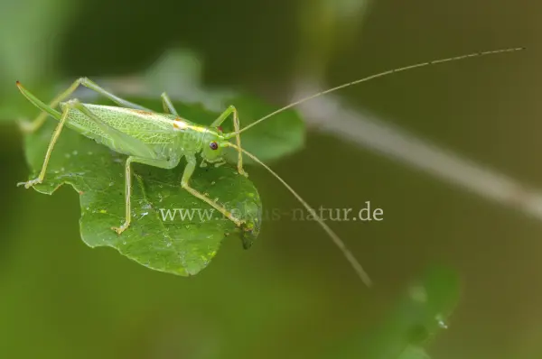 Fokus-Natur Bild