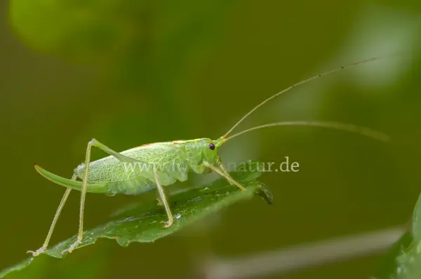 Fokus-Natur Bild