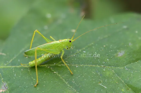Fokus-Natur Bild